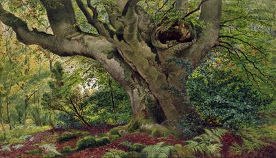 Burnham Beeches by James Matthews